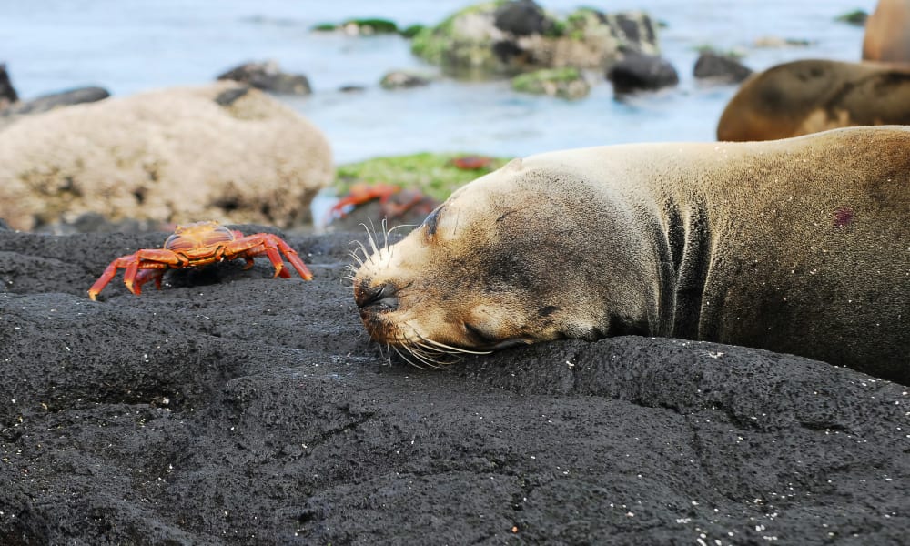 Eine Seelöwin ruht auf schwarzen Vulkanfelsen nahe dem Meer, während ein roter Krebs in der Nähe über die Felsen läuft.
