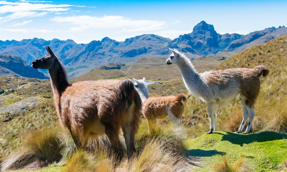 Mehrere Alpakas stehen auf einer grasbewachsenen Hochebene im Cajas-Nationalpark mit Bergen im Hintergrund unter blauem Himmel.