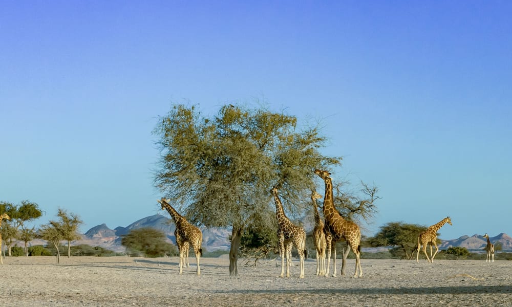 Eine Gruppe von Giraffen, die um verstreute Bäume in einer trockenen Savannenlandschaft unter klarem blauem Himmel stehen und fressen.