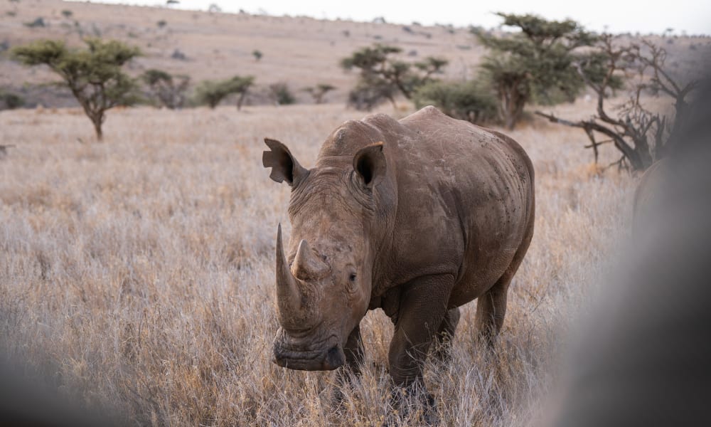 A rhinoceros walking through a dry grassland with sparse trees in the background.