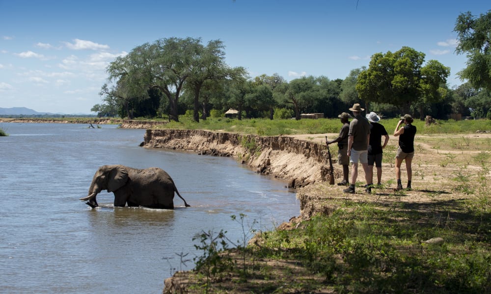A group of four tourists walking along the riverbank watching an elephant in the water at Mana Pools, Zimbabwe.