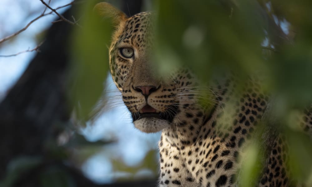 A leopard peering through the foliage in South Luangwa, Zambia, with only part of its face visible.