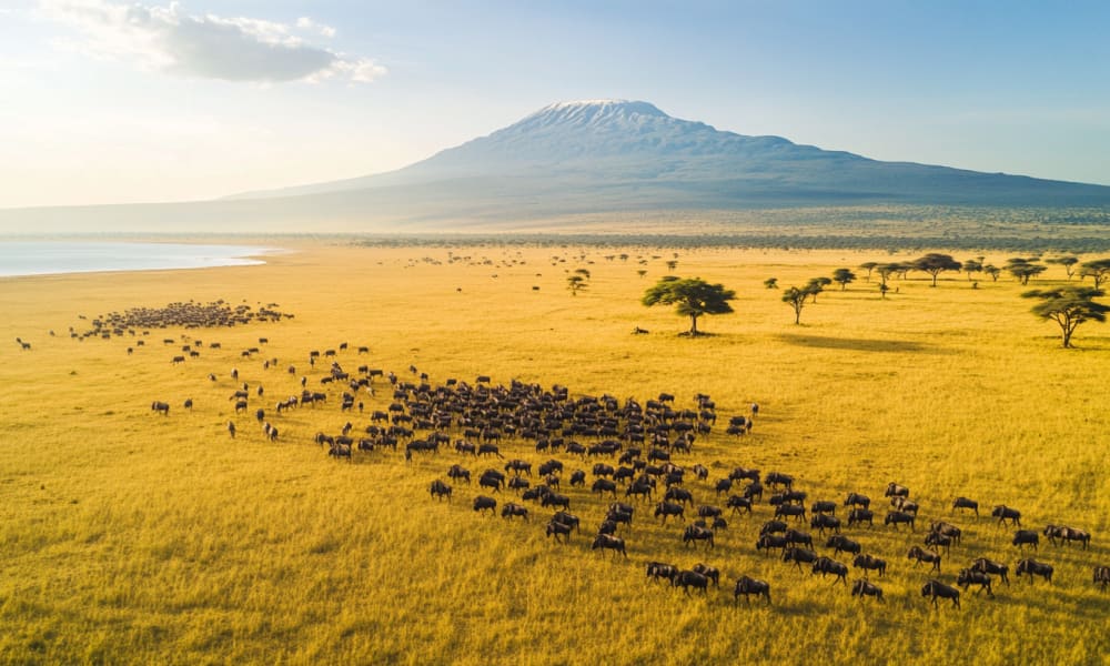 A vast savannah landscape in Tansania with a herd of wildebeests and scattered acacia trees, with a mountain in the background.