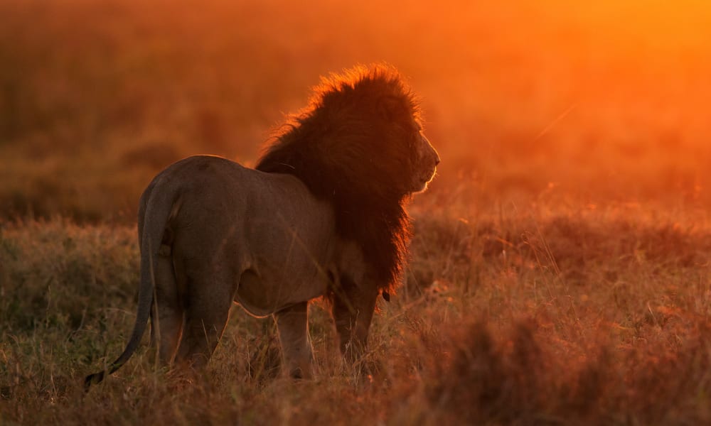 Ein Löwe steht im Grasland während eines lebhaften Sonnenuntergangs in der Maasai Mara, Kenia.