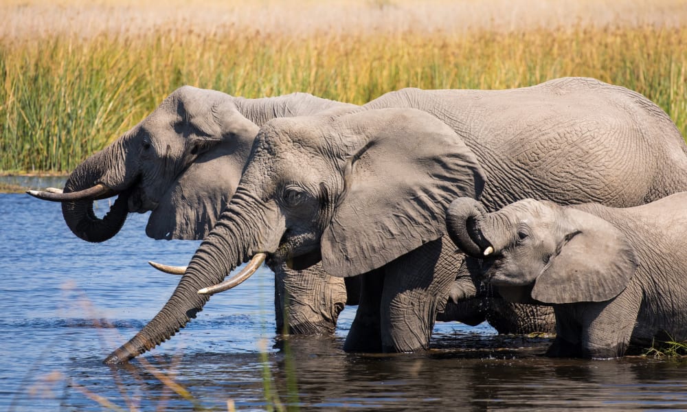 Eine Elefantenfamilie mit drei Tieren steht im seichten Fluss und trinkt Wasser, umgeben von hohem Gras in der Ebene von Botswana.