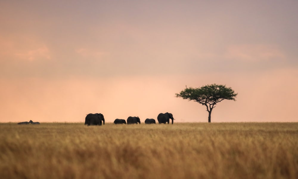 Elephants and a solitary tree stand on a vast grassland during sunset in Masai Mara, Kenya.