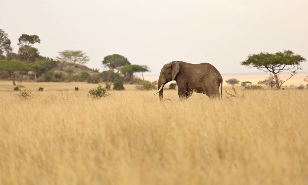 Ein Elefant wandert durch das hohe Gras