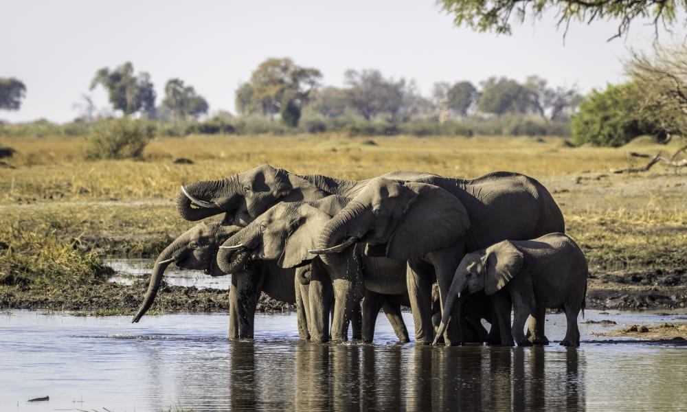 A group of elephants drinking water at a watering hole in Linyanti wilderness, Botswana, surrounded by dry savannah and trees.