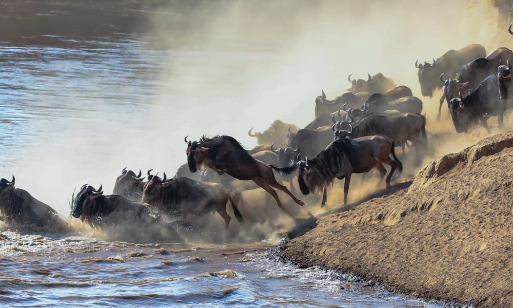 Gnus stehen am Ufer eines Flusses und springen ins Wasser