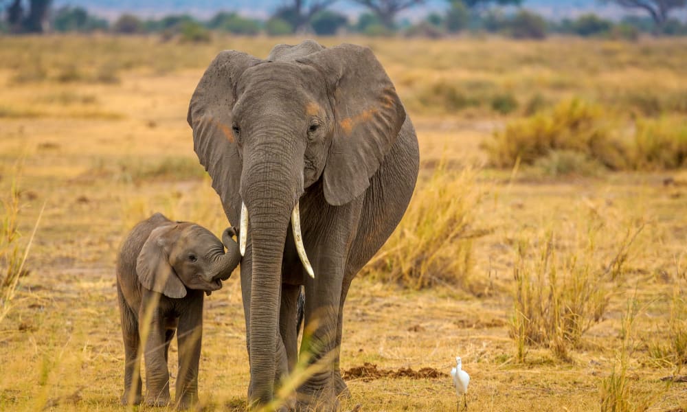 Ein Elefantenjunges legt ihren Rüssel an den ihrer Mama
