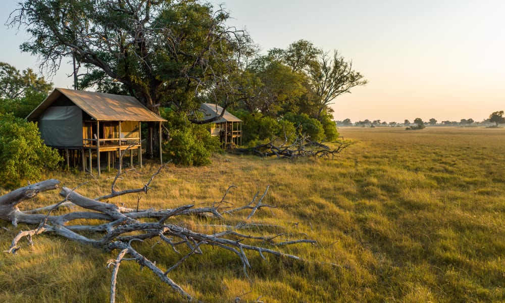 Zwei rustikale Zelte auf Stelzen, umgeben von Pflanzen in einer weiten offenen Graslandschaft bei Sonnenuntergang in Botswana.
