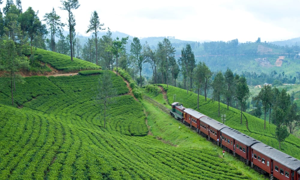 A red train traveling through lush green tea plantations on a hillside landscape in Sri Lanka.