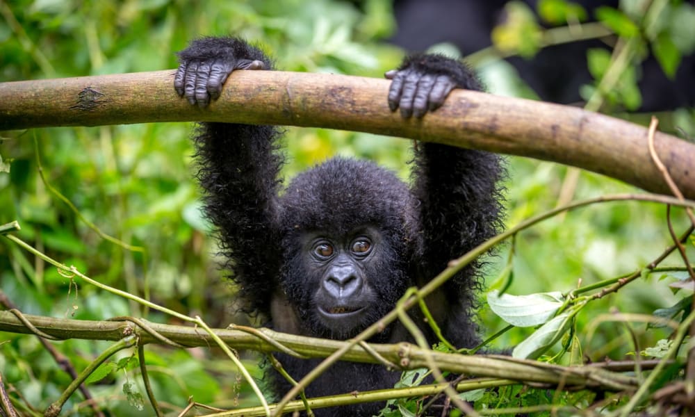 A young gorilla holds onto a branch with both hands in the lush greenery of Volcanoes National Park, Rwanda.