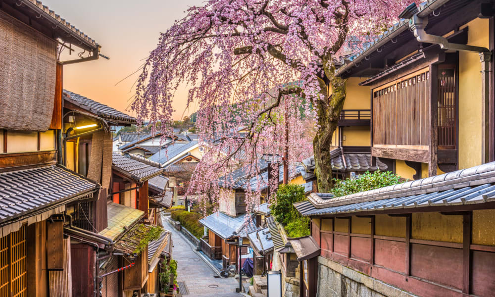  Charmante Straße im historischen Zentrum Higashiyama in Kyoto während des Frühlings mit einer blühenden Kirschblütenbaum.
