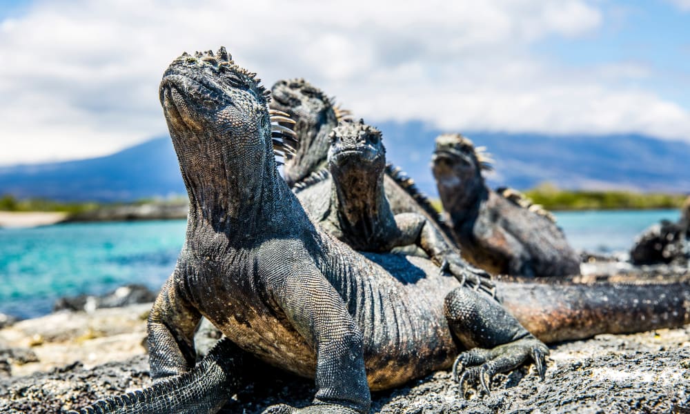 Drei große Landiguanas ruhen auf vulkanischen Gesteinen mit einem blauen Ozean und bergigem Hintergrund.