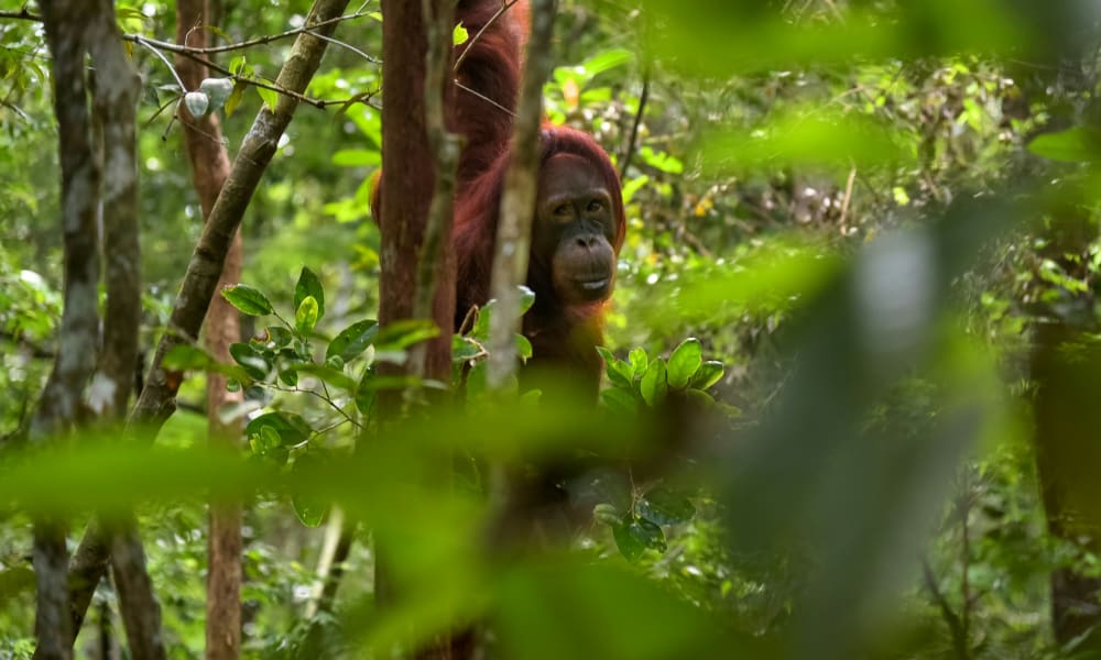 A young orangutan peeking through dense green foliage in a rainforest