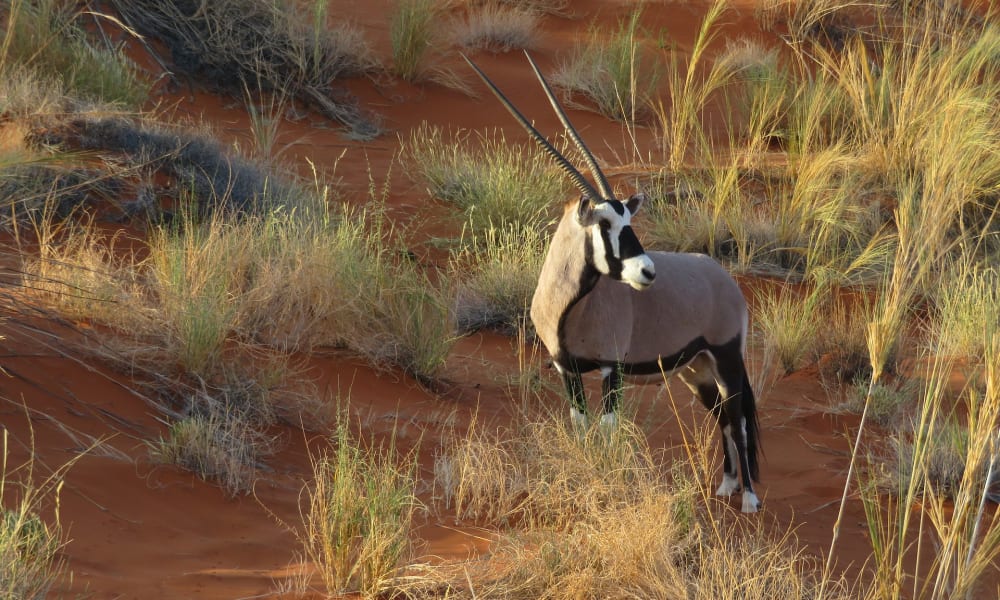 Oryx Antelopes