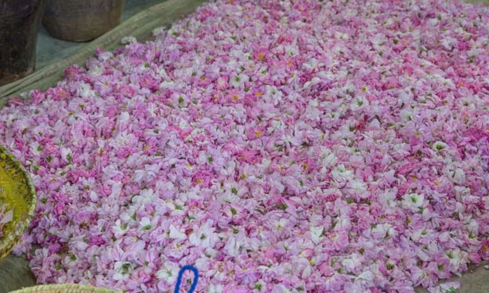Traditionelle Herstellung von Rosenwasser