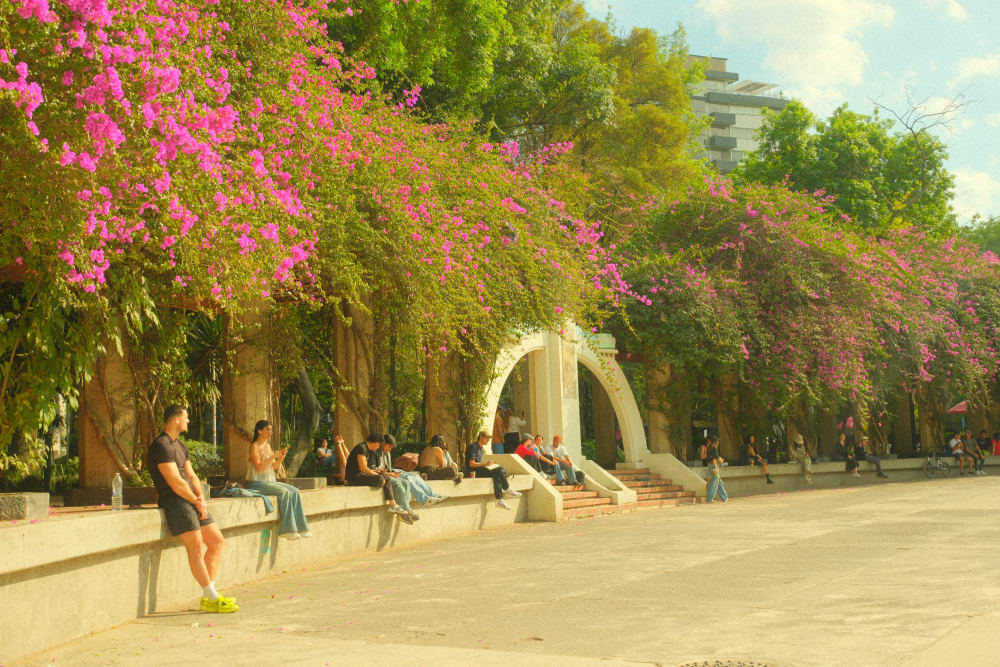 Menschen sitzen und entspannen sich an einer niedrigen Mauer unter üppigen Bougainvillea-Ranken mit lebhaften pinkfarbenen Blüten in einem Stadtpark in Mexiko-Stadt.
