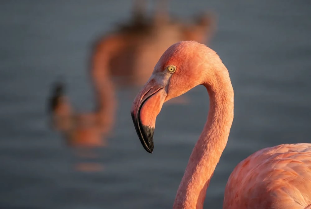 Nahaufnahme eines Flores-Flamingos mit zwei weiteren Flamingos unscharf im Hintergrund, stehend in einer ruhigen Lagune.