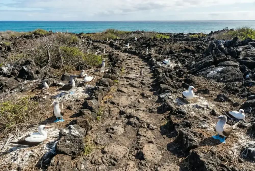 Wanderpfad auf Punta Suarez, Insel Española, Galápagos — mit Seevögeln und Lavaformationen