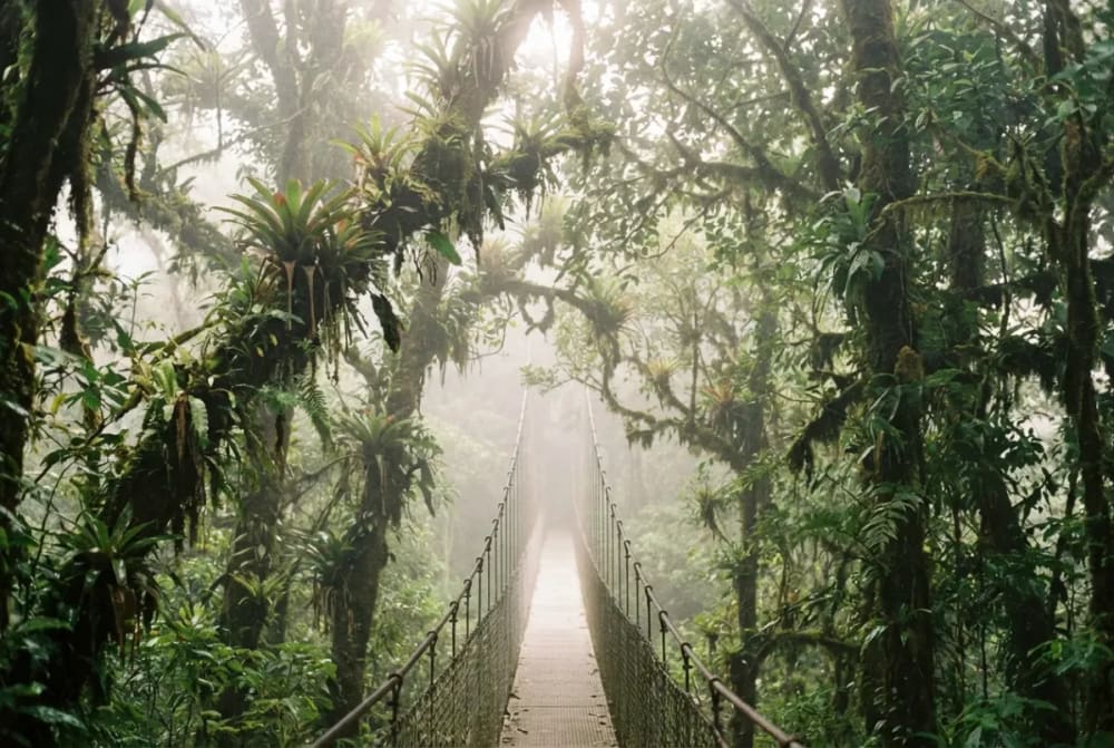 Hängebrücke im Nebelwald von Monteverde in Costa Rica mit tropischem Vegetationsdach