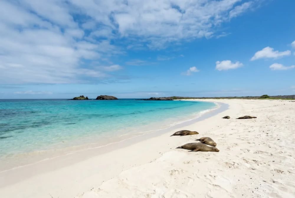 Panorama der Gardner Bay auf Española — weißer Korallensand, türkisfarbenes Wasser und Seelöwen