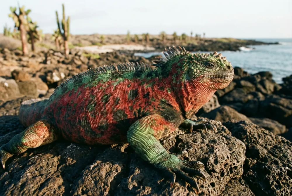 Rote Meerechse auf vulkanischen Felsen der Insel Española, Galápagos — die einzigartige Weihnachtsechse