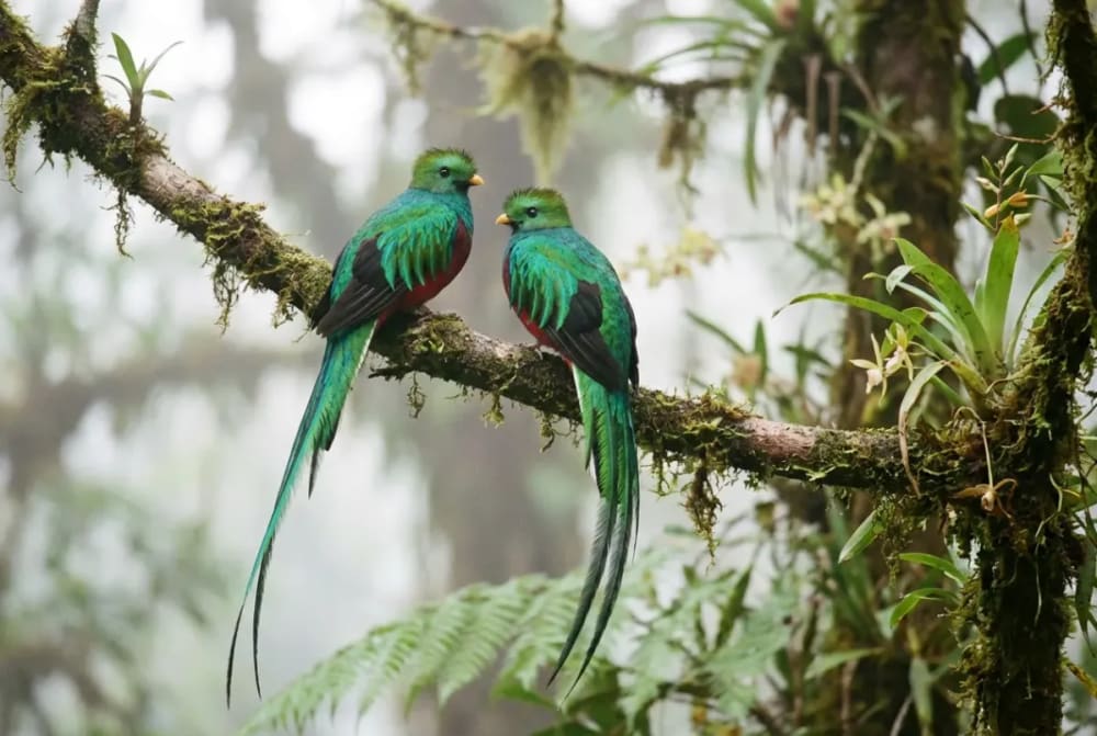 Männlicher Resplendent Quetzal mit langen grünen Schwanzfedern auf einem Ast im Nebelwald von Monteverde