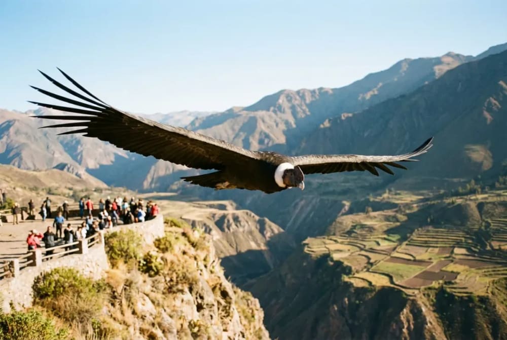 Andenkondor im Flug über dem Aussichtspunkt Cruz del Cóndor im Colca Canyon