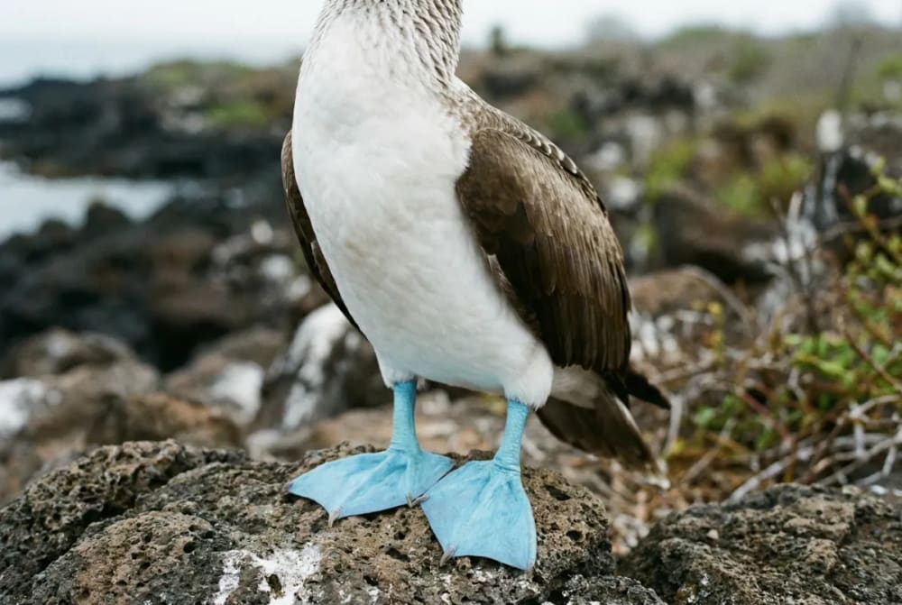 Blaufuß-Tölpel in Nahaufnahme mit intensiv blauen Füßen auf Punta Suarez, Española, Galápagos