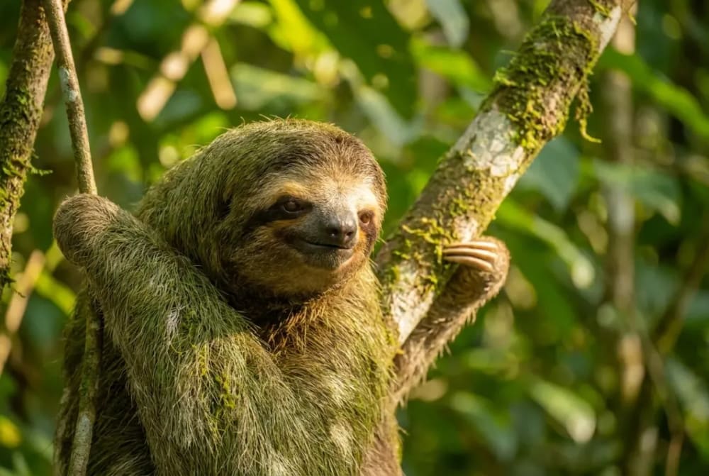 Dreifinger-Faultier mit freundlichem Gesicht hängt an einem Ast im Regenwald von Manuel Antonio