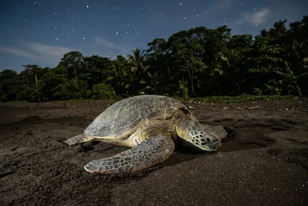 Grüne Meeresschildkröte bei der Eiablage am schwarzen Sandstrand von Tortuguero Costa Rica