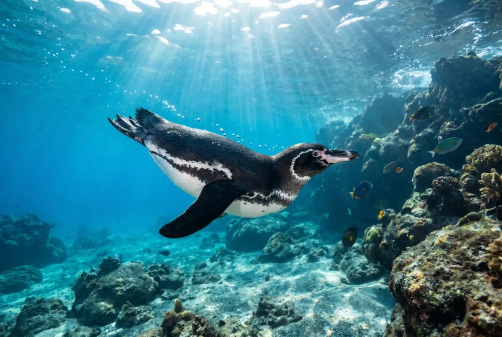 Ein Galapagos-Pinguin schwimmt unter Wasser in der Nähe von Korallenriffen, während Sonnenlicht durch die Wasseroberfläche scheint.