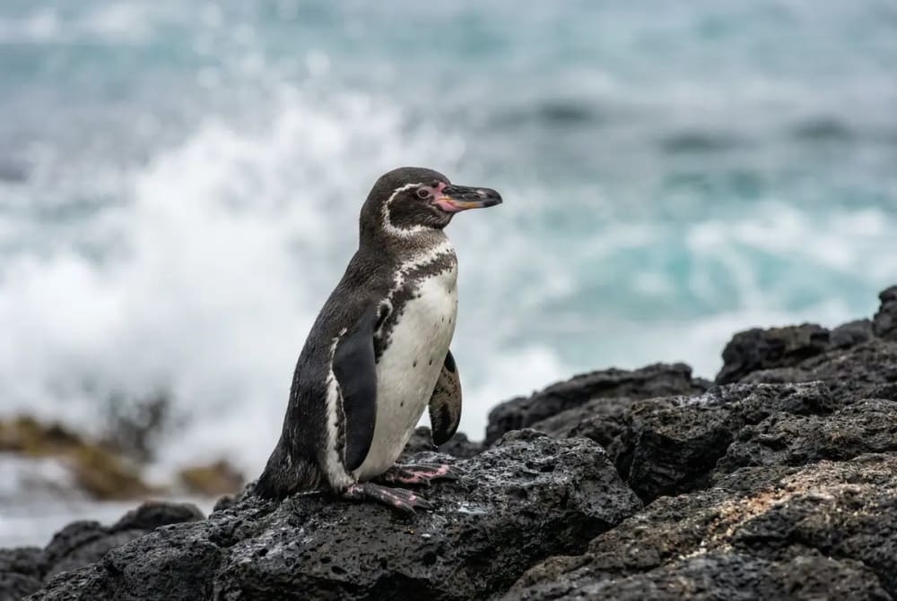 Galapagos-Pinguin Nahaufnahme auf Lavafelsen an der Kueste von Isabela — der einzige Pinguin der noerdlich des Aequators lebt