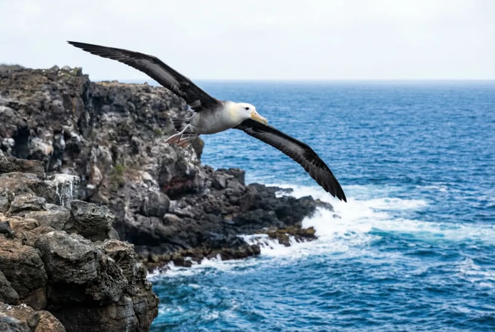 Waved Albatross im Flug über den Klippen von Punta Suarez, Insel Española, Galápagos