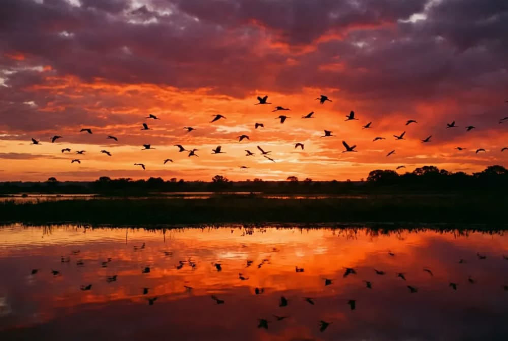 Sonnenuntergang über dem Pantanal Brasilien mit Silhouetten von Vögeln über dem Feuchtgebiet