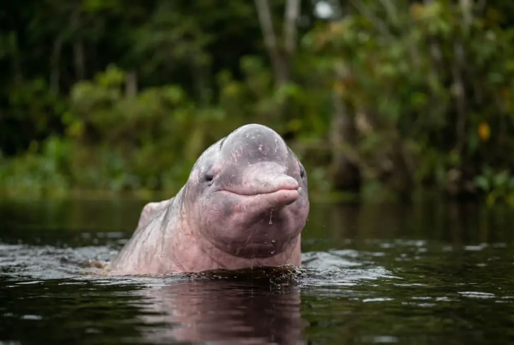 Rosafarbener Boto-Flussdelfin taucht aus dem schwarzen Wasser des Rio Negro bei Manaus Amazonas auf — Nahaufnahme