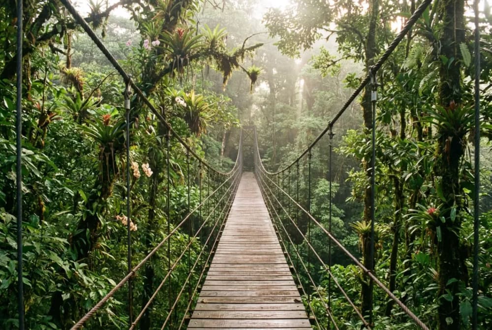 Hängebrücke durch den Regenwald-Canopy im Mistico Park bei La Fortuna mit Blick in die Baumkronen