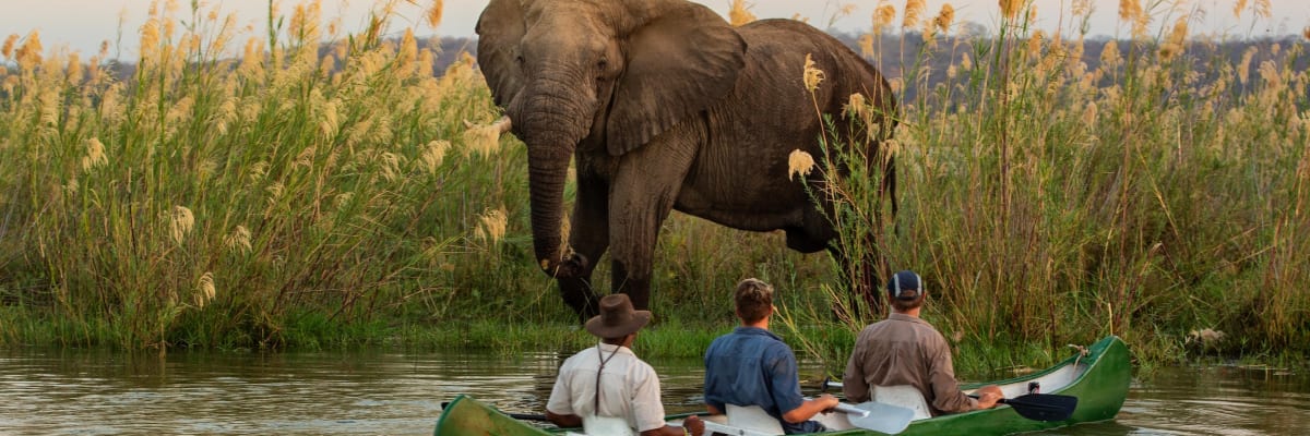 Three people in a canoe observing an elephant in a river at sunset, with tall grasses and a distant horizon.