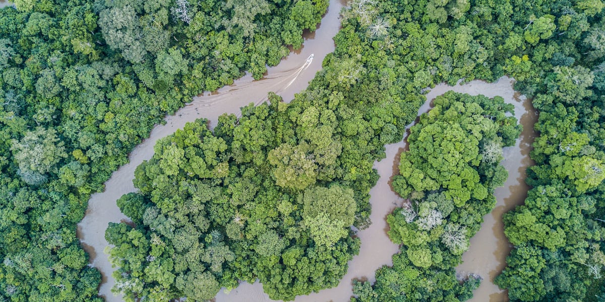 Flusslauf inmitten eines Regenwald von oben