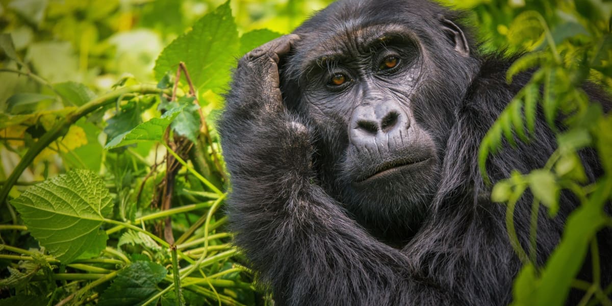 Gorilla in nachdenklicher Pose