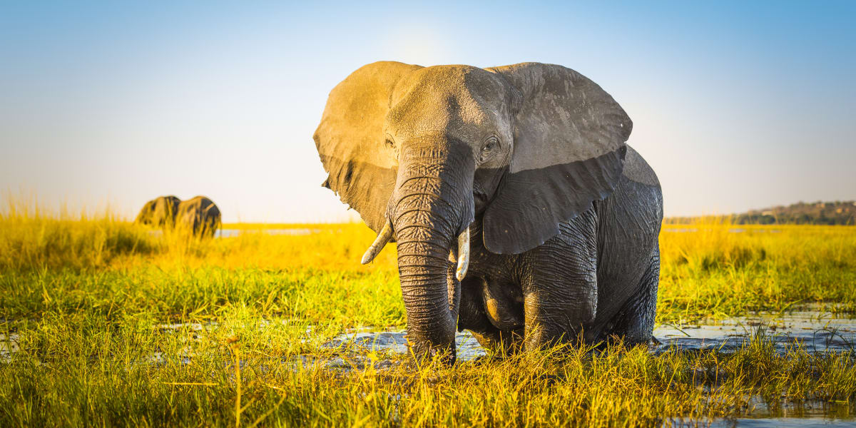 Elephant takes a cool dip in the river