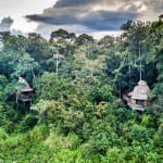 Two thatched huts are built into the dense green forest canopy in Odzala, Republic of Congo.