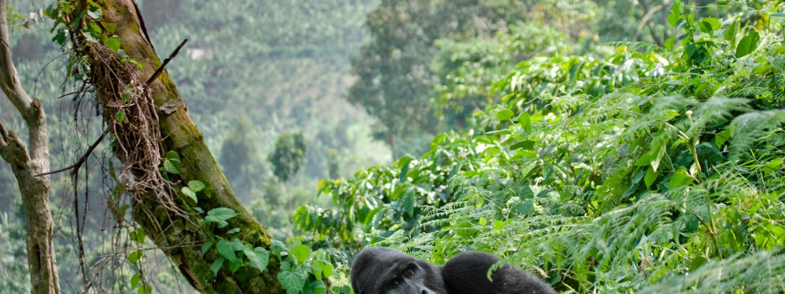 Ein Berggorilla liegt inmitten dichter grüner Vegetation im Volcanoes-Nationalpark, Ruanda.