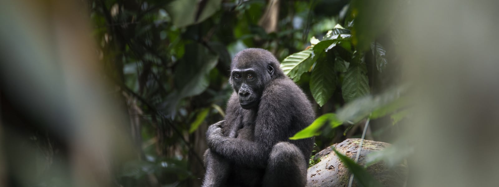 Ein junges Gorilla sitzt auf einem Baumzweig in dichtem Dschungelgrün im Kongo.