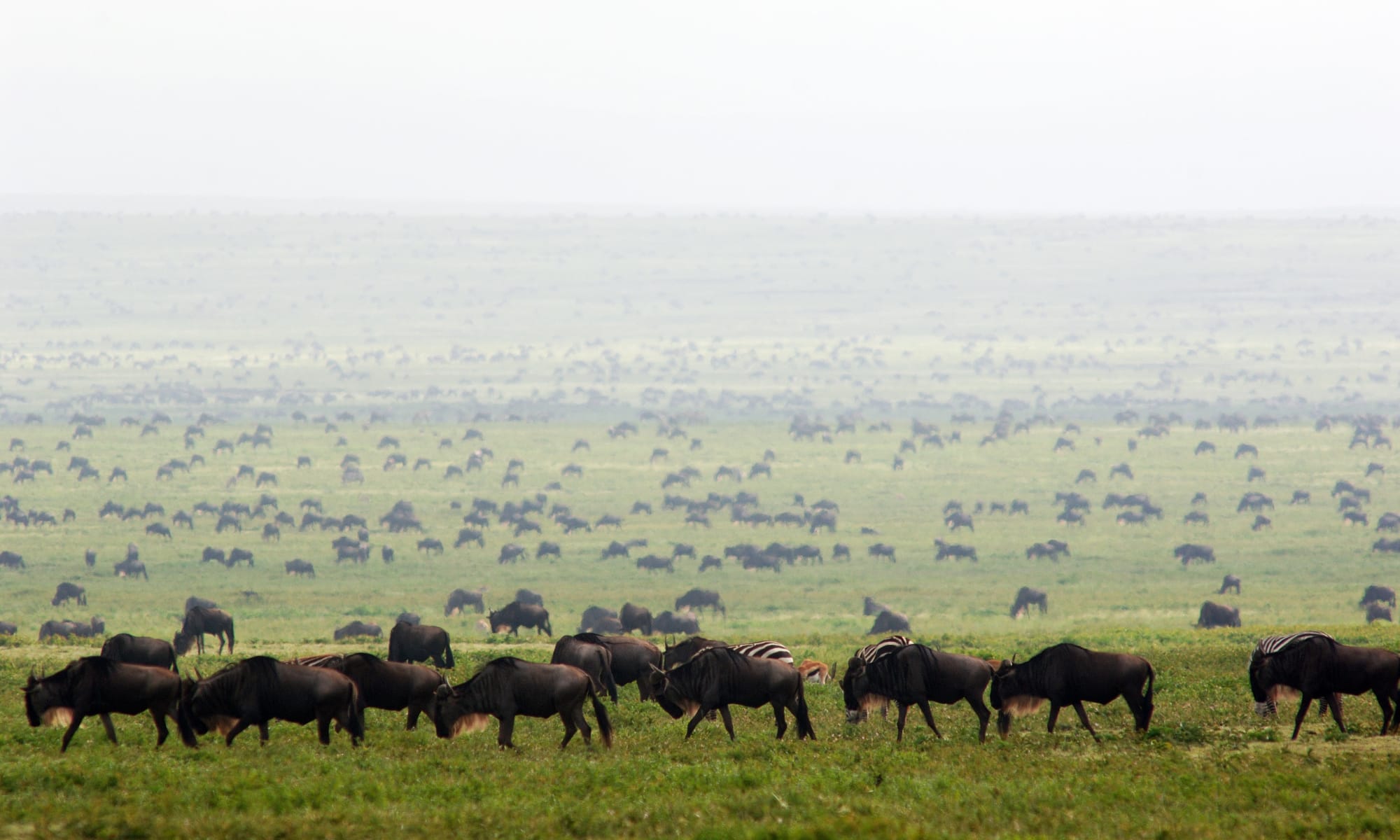 Huge herds of wildebeest migrating across Serengeti plains