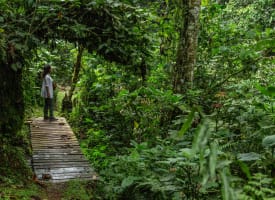 Eine Person steht auf einem hölzernen Weg in einem üppigen, grünen Regenwald bei Tageslicht.