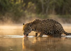 Jaguar am Flussufer des Rio Cuiabá im Nord-Pantanal Brasilien im goldenen Abendlicht