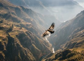 Panorama des Colca Canyon in Peru mit fliegendem Andenkondor über der weiten Schlucht